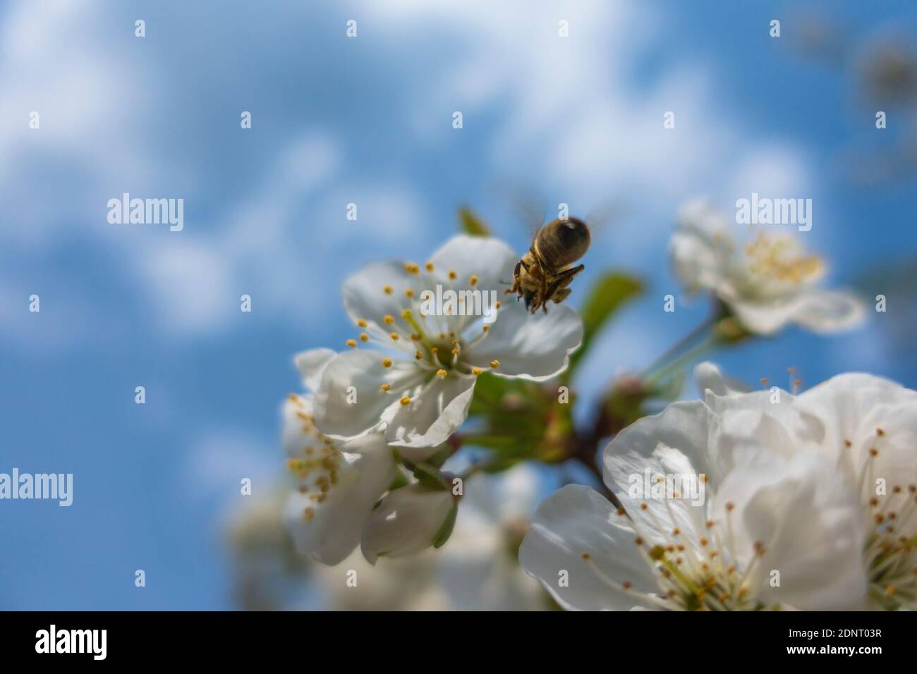 The bee collects pollen from the flowers of the apple tree Stock Photo ...