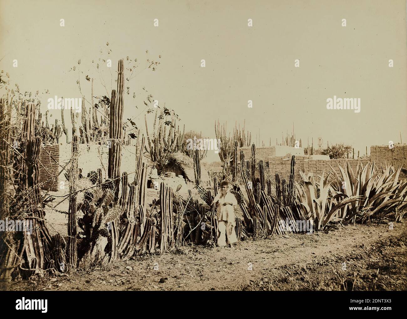 William Henry Jackson, Cactus Fence in Salamanca, Mexico, albumin paper, black and white positive process, image size: height: 25.60 cm; width: 34.20 cm, inscribed: recto and: exposed: No. 226. Cactus Fence in Salamanca, Mexico. W. H. Jackson & Co, Phot, Denver, Colo, in lead: v. Hesse - Wartegg, Geographische Gesellschaft, in Hamburg, Library, travel photography, landscape with plants, exotic landscapes (non-tempered zone), trees, shrubs Stock Photo
