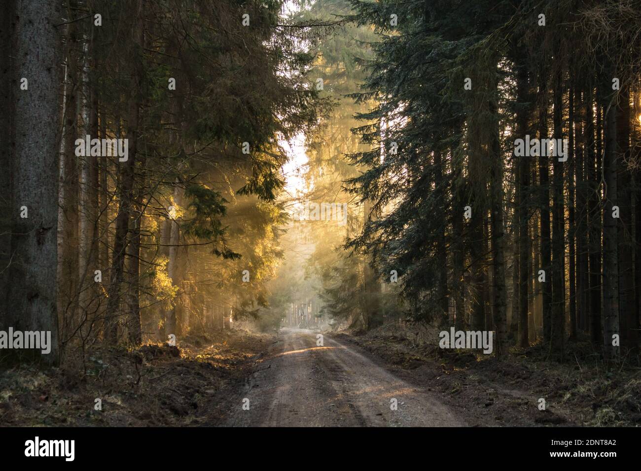 Dirt Road Amidst Trees In Forest Stock Photo