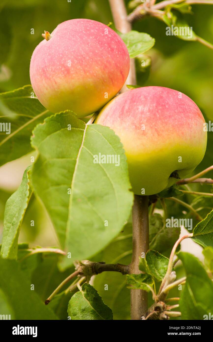 Apples on a branch. Ripe apples on a branch. Close-up view Stock Photo