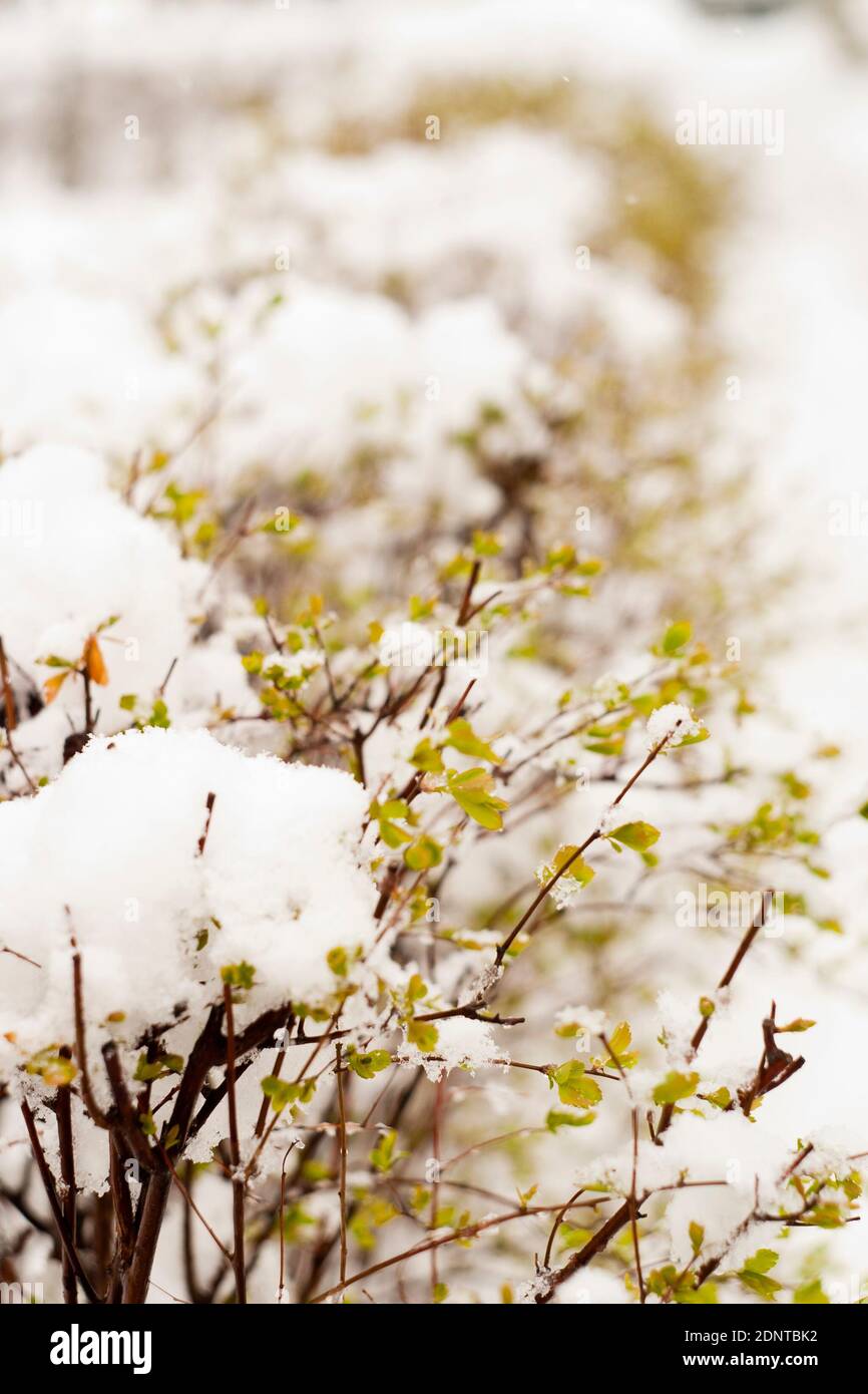 Spring bushes covered with snow. Snow falling in the spring, covered