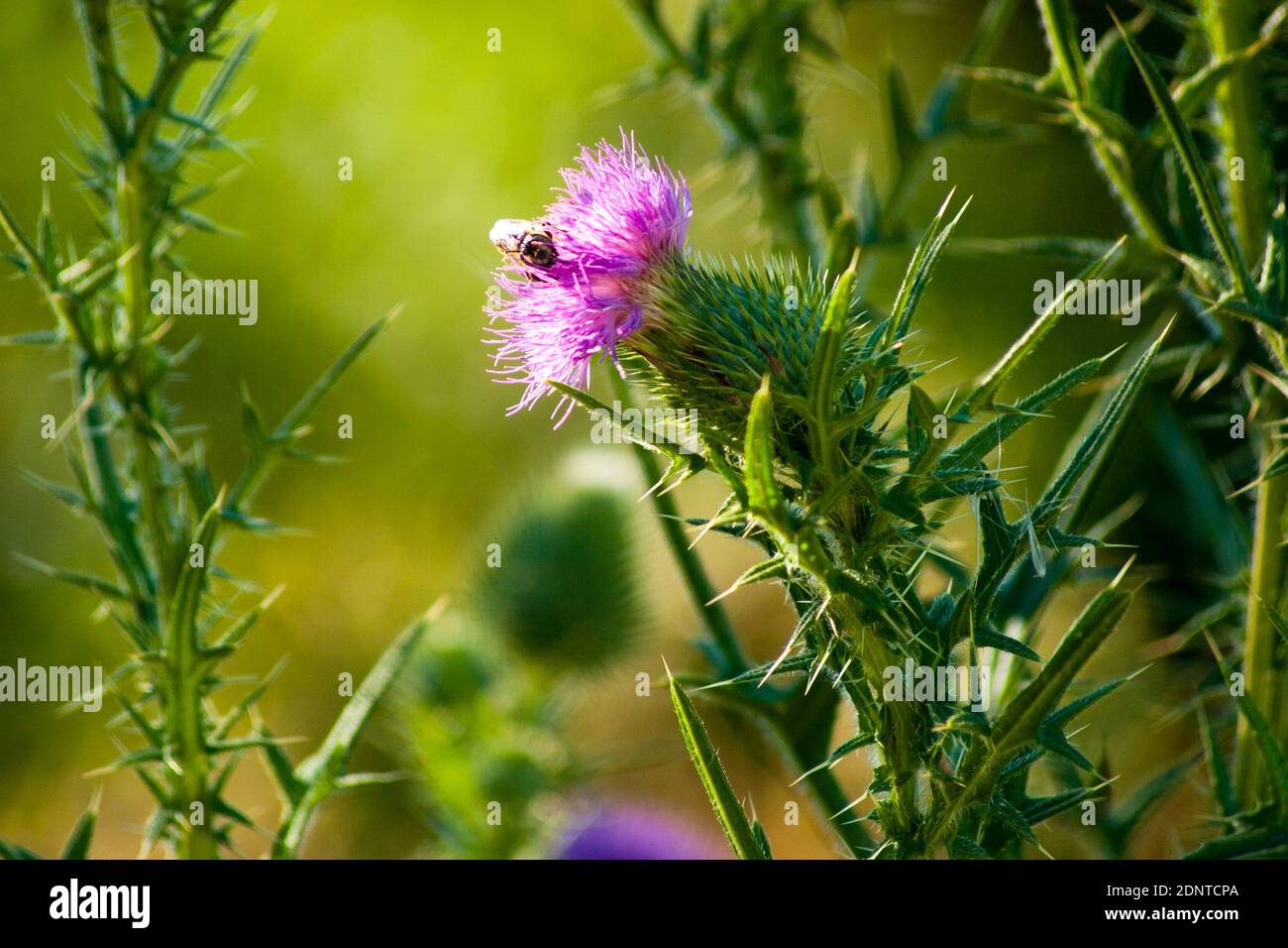 Blooming wild carduus crispus, the curly plumeless thistle or welted thistle, is a herb in the daisy family Asteraceae. Blured background. Outdoors Stock Photo