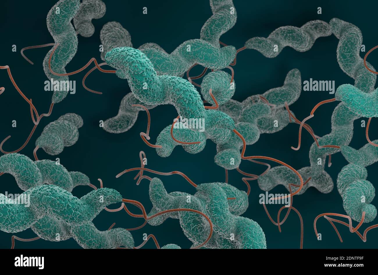 Campylobacter jejuni bacteria 3d render illustration Stock Photo