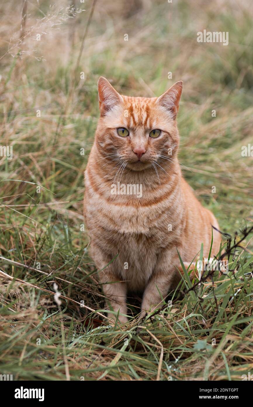 Ronald The Cat In Long Grass Stock Photo