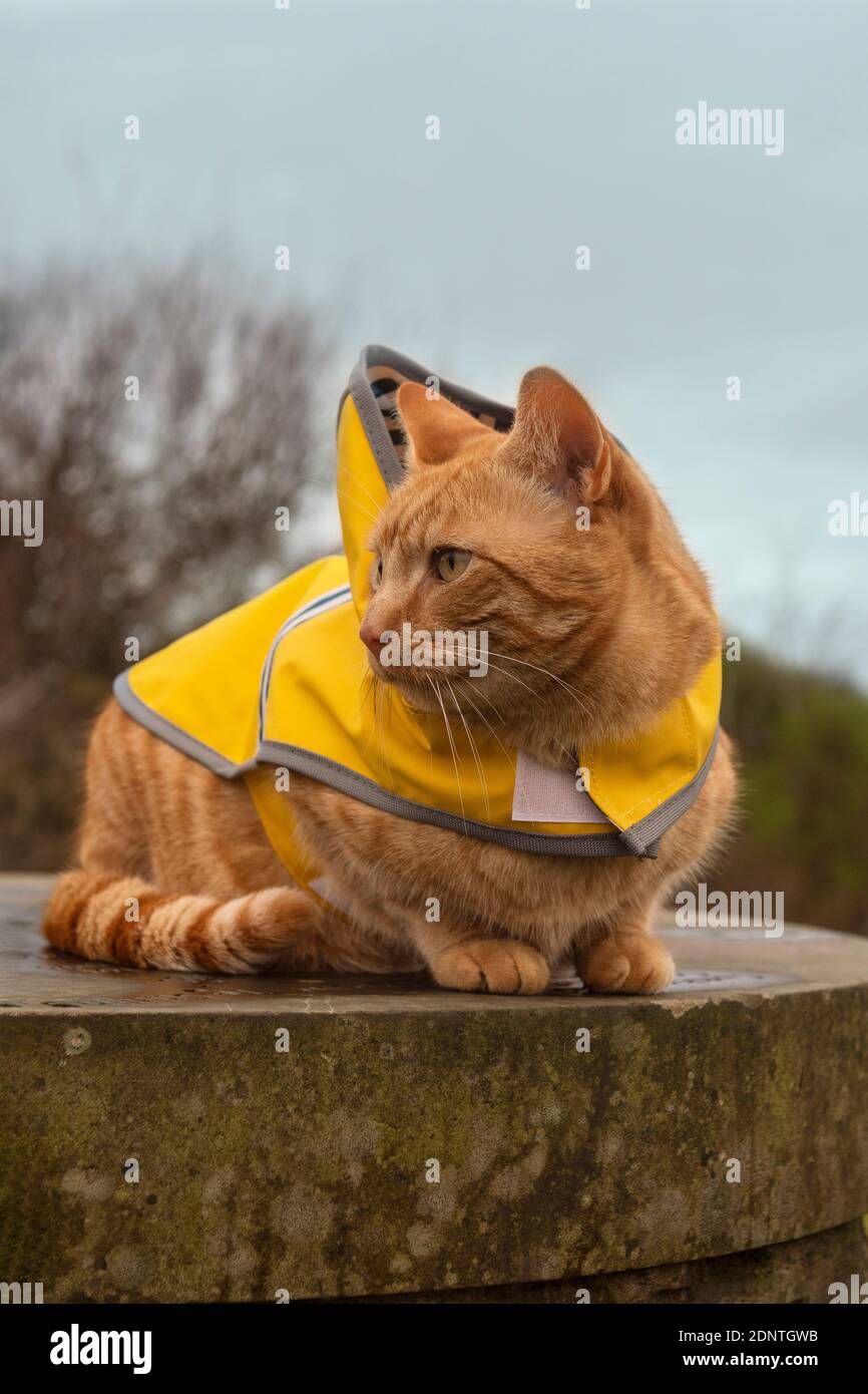 Ronald the Cat in Yellow Jacket Stock Photo