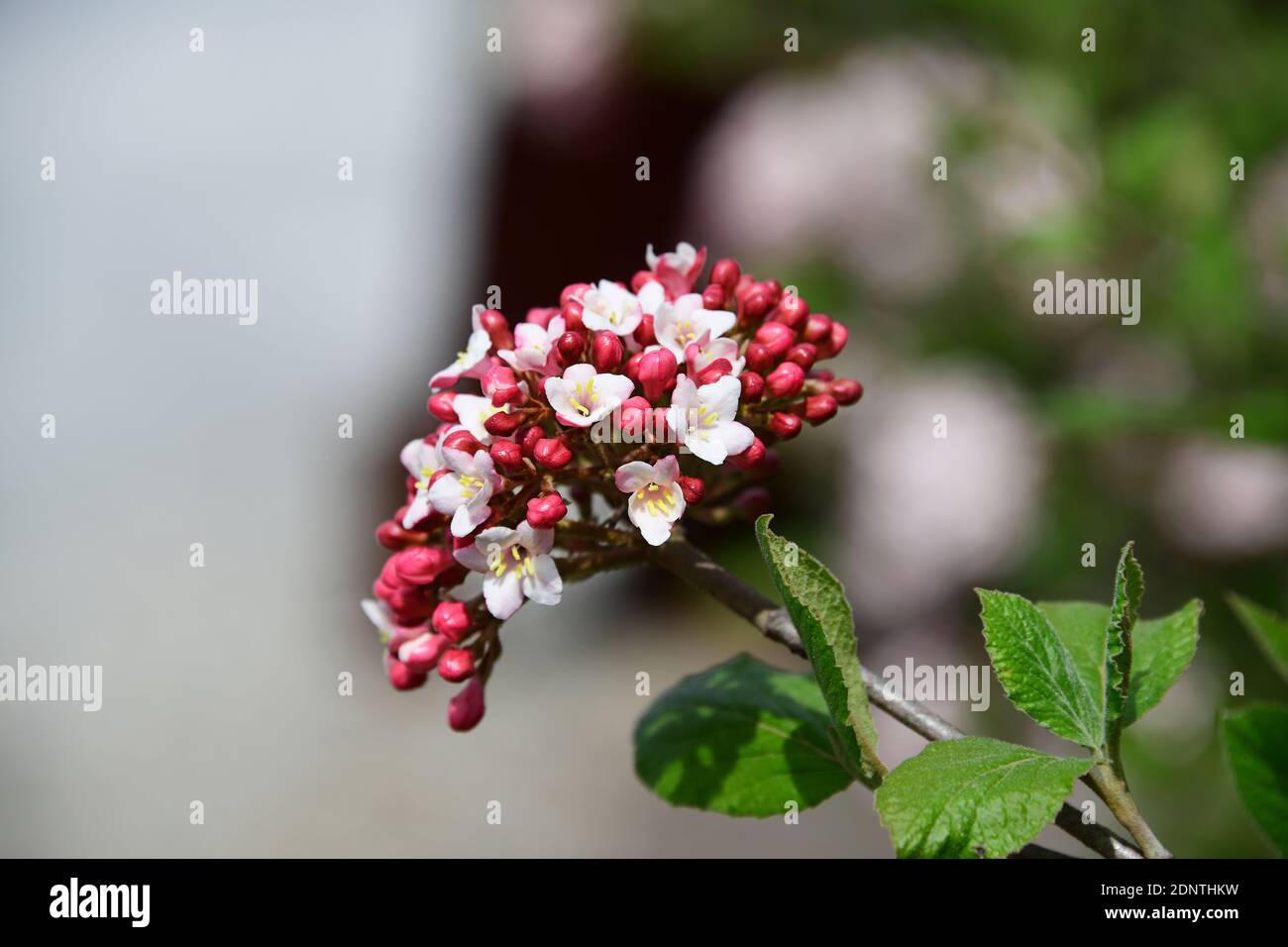 Compact Bouquet Of Small Wild White Flowers Used To Make Flower Arrangements Stock Photo Alamy