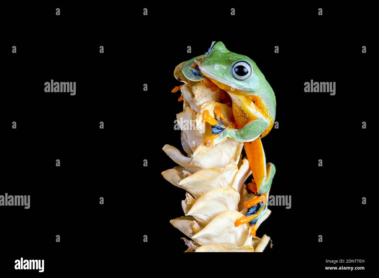 Javan tree frog front view on a dried flower, Indonesia Stock Photo