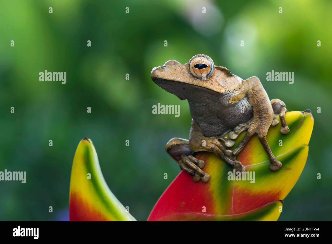 Polypedates otilophus frog sitting on a flower bud, Indonesia Stock Photo