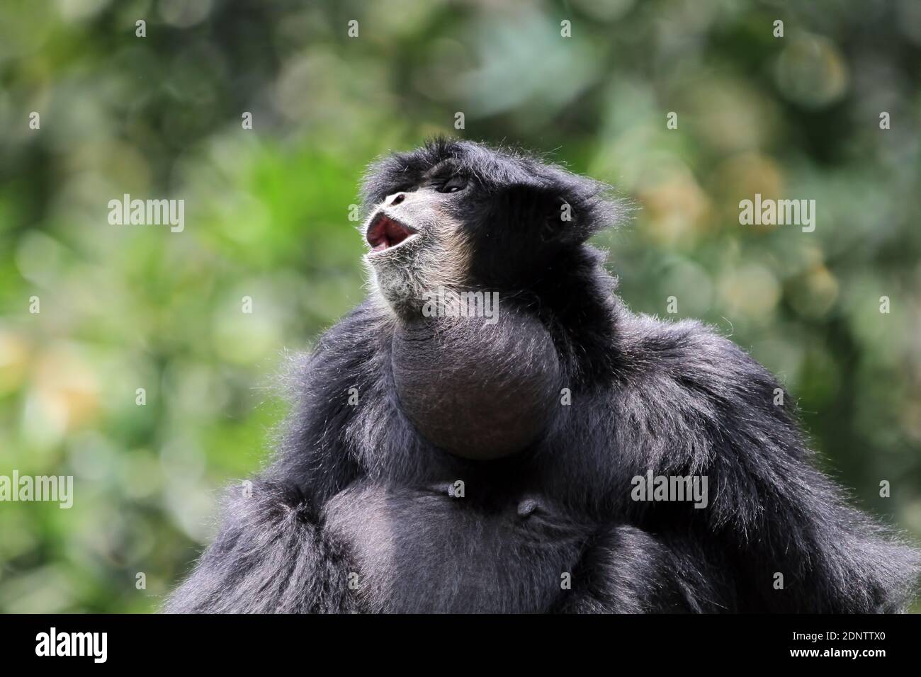 Portrait of a siamang gibbon making a noise, Indonesia Stock Photo Alamy