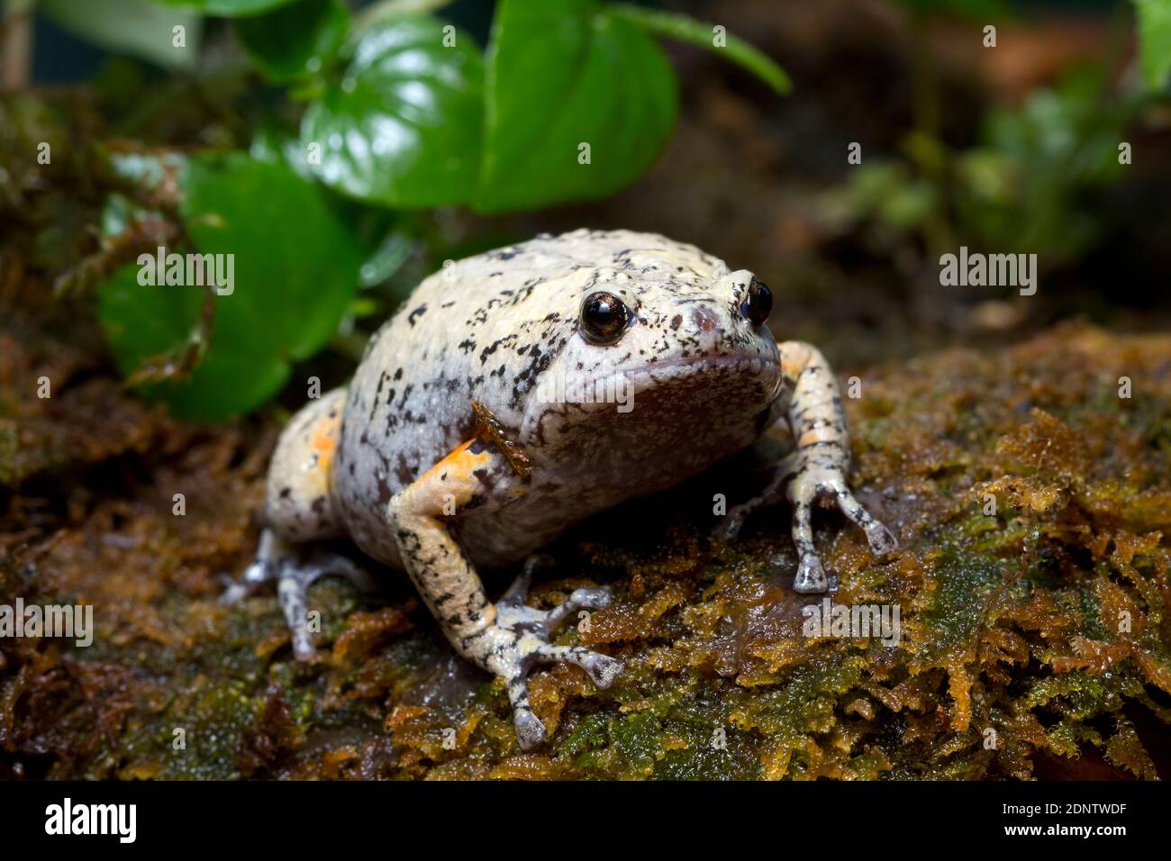 Kaloula baleata toad close-up on moss, animal close-up, Indonesian toad Stock Photo