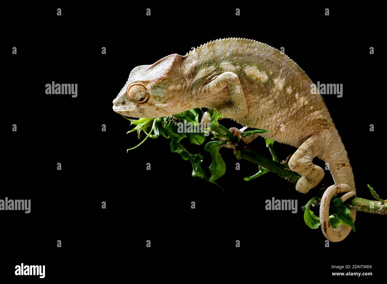 Baby panther chameleon on a branch, Indonesia Stock Photo
