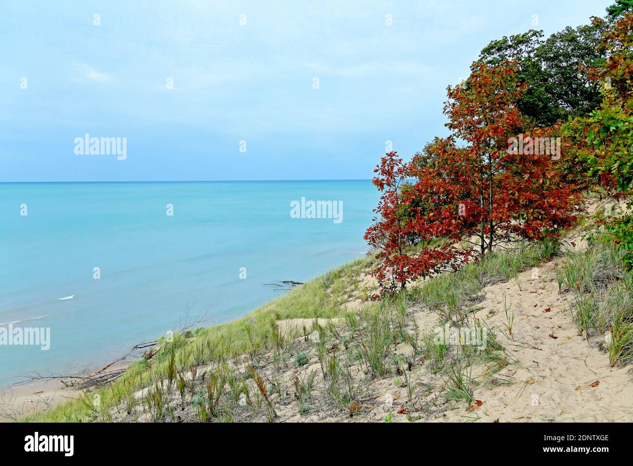 Small oak trees in autumn colors along a sandy dune at Lake Michigan Stock Photo