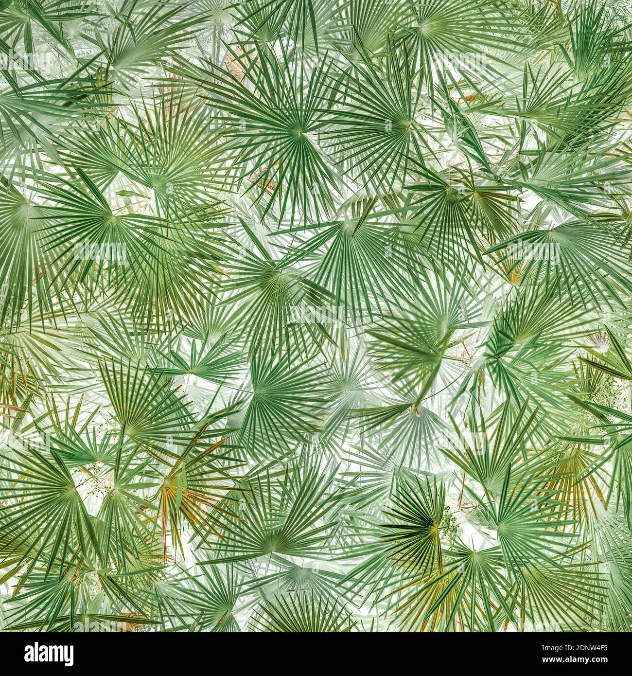 Short brown bamboo Stock Photo - Alamy