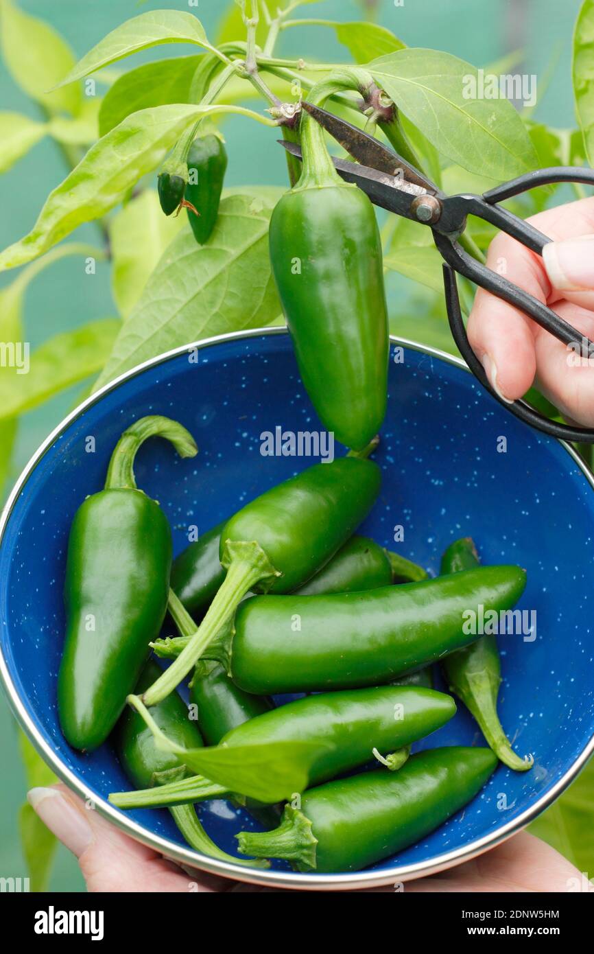 Green chilli plant. Capsicum annuum 'Early jalapeno'. Harvesting green chilli peppers grown under cover in an English garden. UK Stock Photo