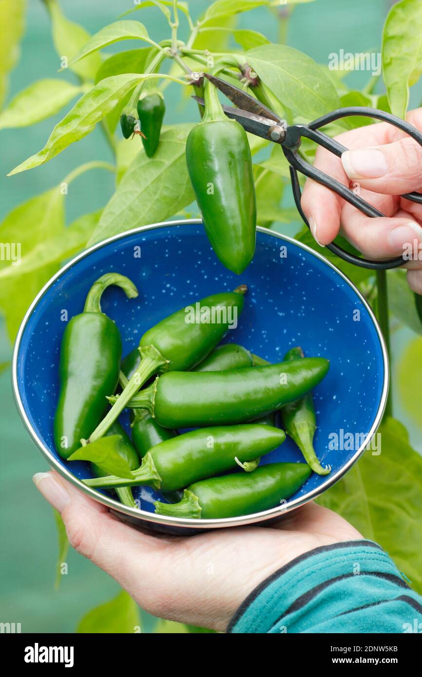 Capsicum annuum 'Early jalapeno'. Harvesting green chilli peppers grown under cover in an English garden. UK Stock Photo