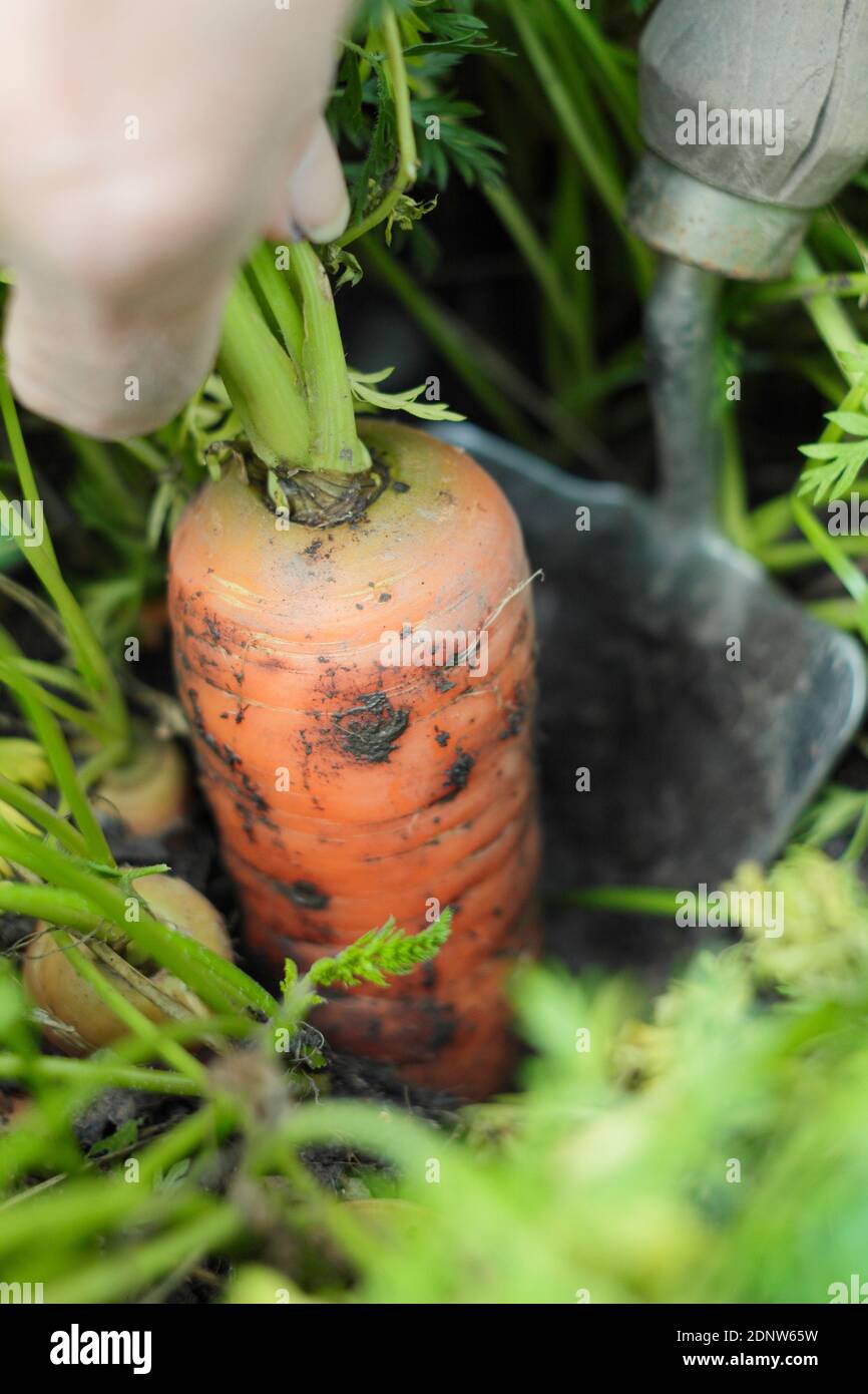 Daucus carota 'Autumn King'. Harvesting container grown Autumn King