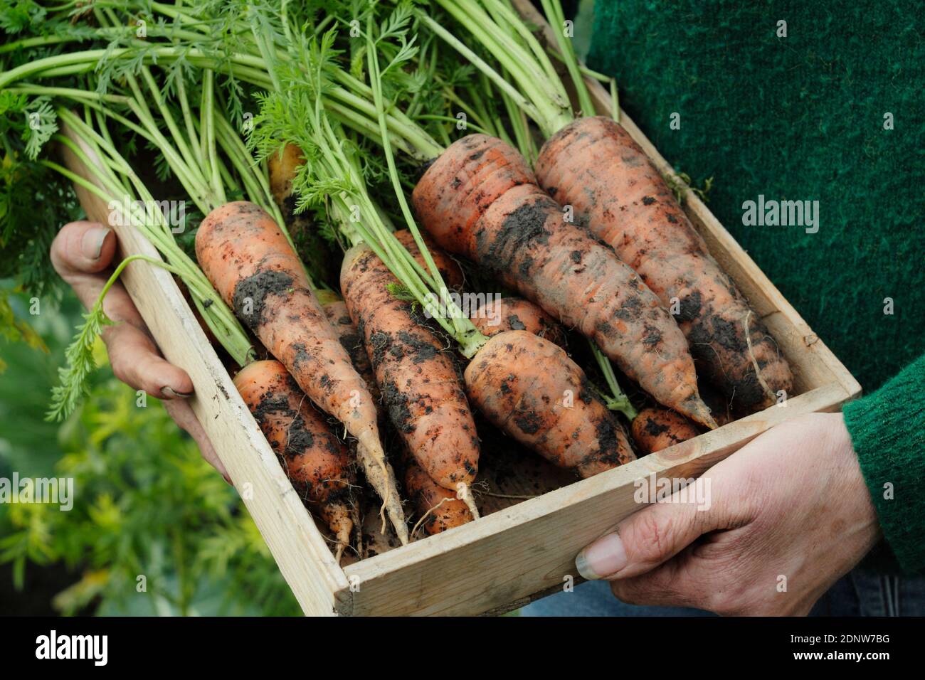 Daucus carota 'Autumn King'. Freshly lifted Autumn King carrots presented by the grower in a back garden vegetable plot. UK Stock Photo