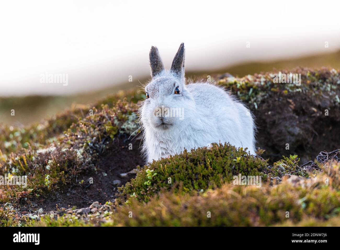 Mountain hare (lepus timidus), Winter Pelage, No Snow Stock Photo