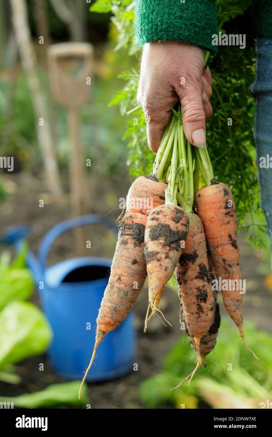 Daucus carota 'Autumn King'. Hand held homegrown carrots freshly harvested from a back garden vegetable plot (pictured). Stock Photo