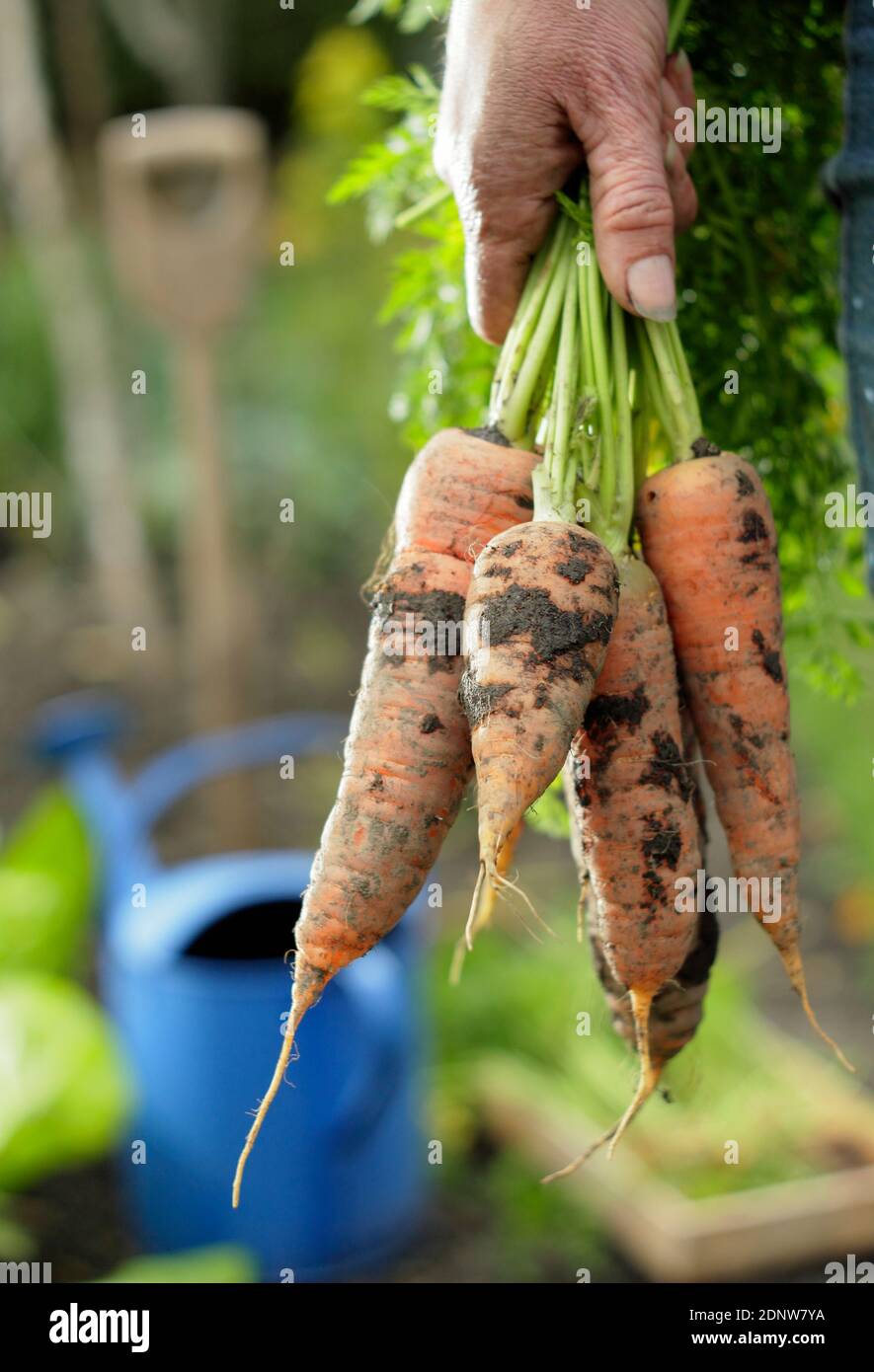 Daucus carota 'Autumn King'. Hand held homegrown carrots freshly harvested from a back garden vegetable plot (pictured). Stock Photo