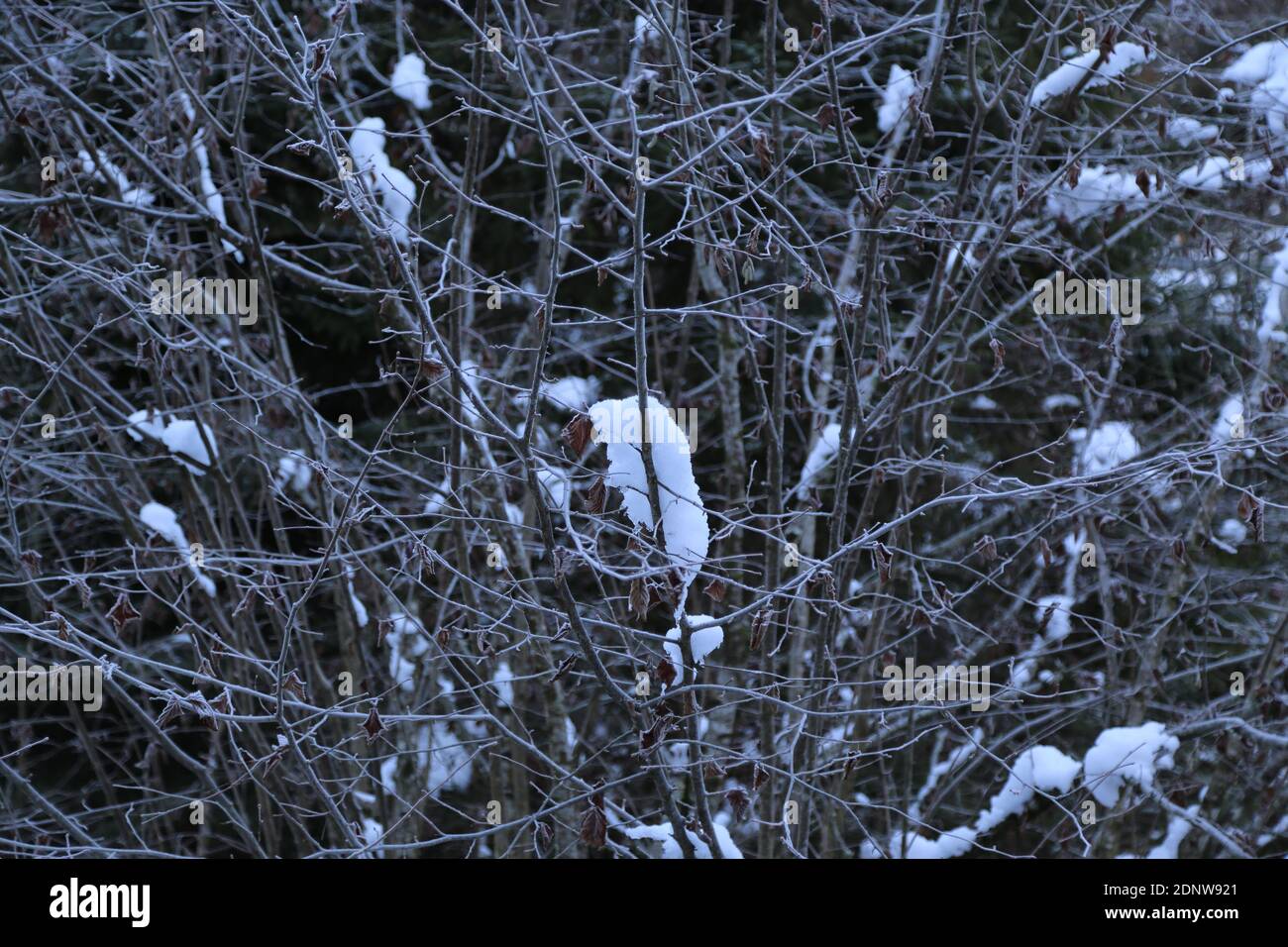 The branches of trees covered with snow Stock Photo - Alamy