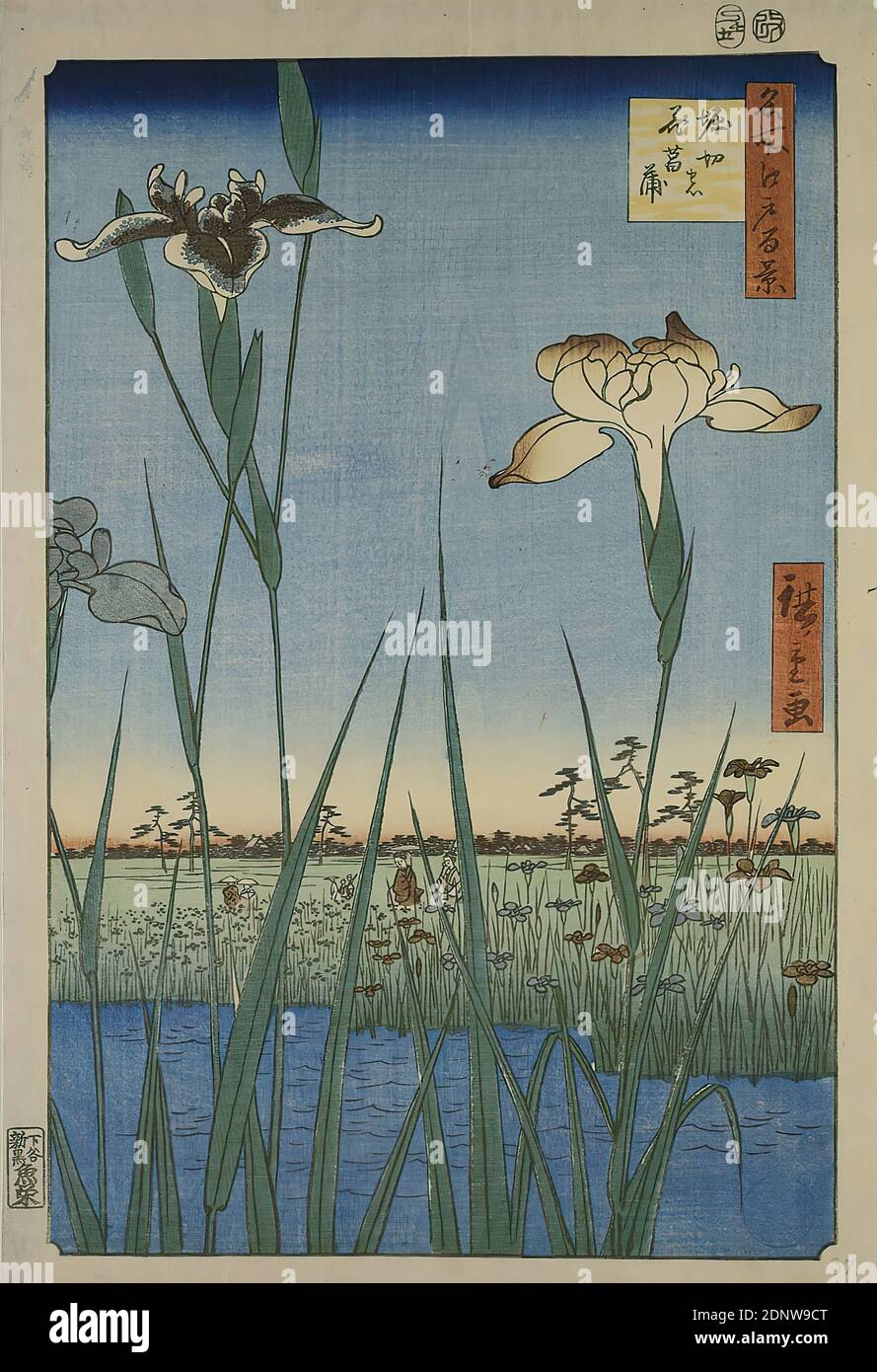 花菖蒲大図譜 THE JAPANESE IRIS 朝日新聞社発行 人気商品の THE
