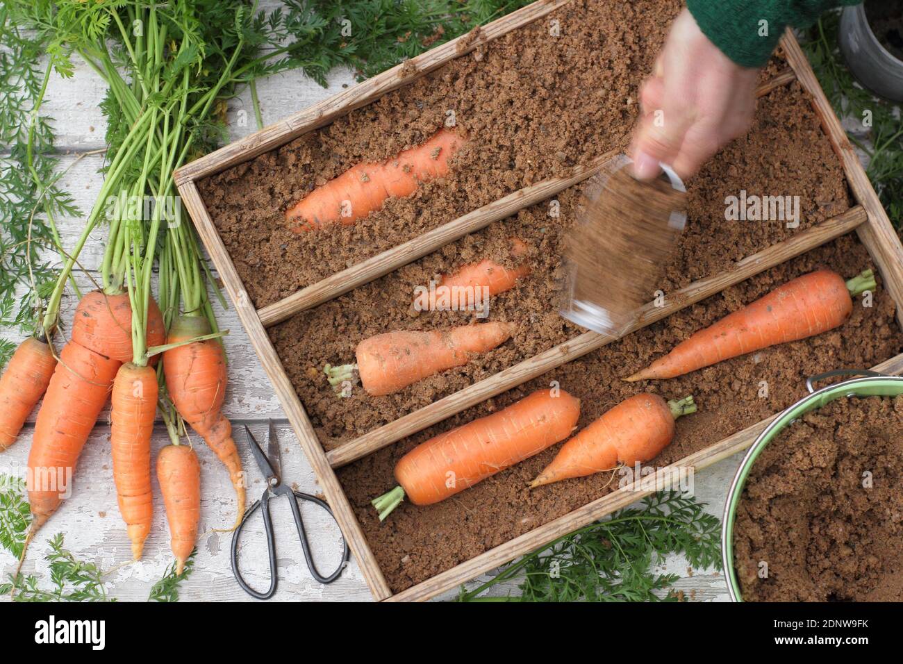 Daucus carota 'Autumn King'. Storing freshly harvested homegrown carrots in moist horticultural sand in a wooden crate. UK Stock Photo