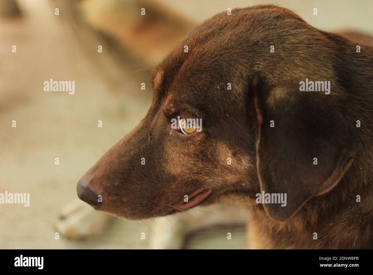 Black labrador retriever licking his snout hires stock photography and