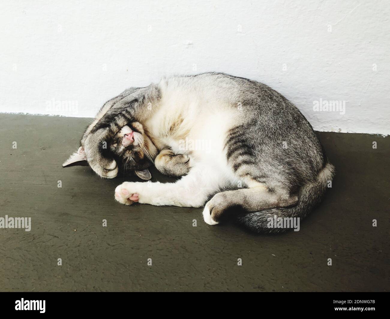 Paw covering eye hires stock photography and images Alamy