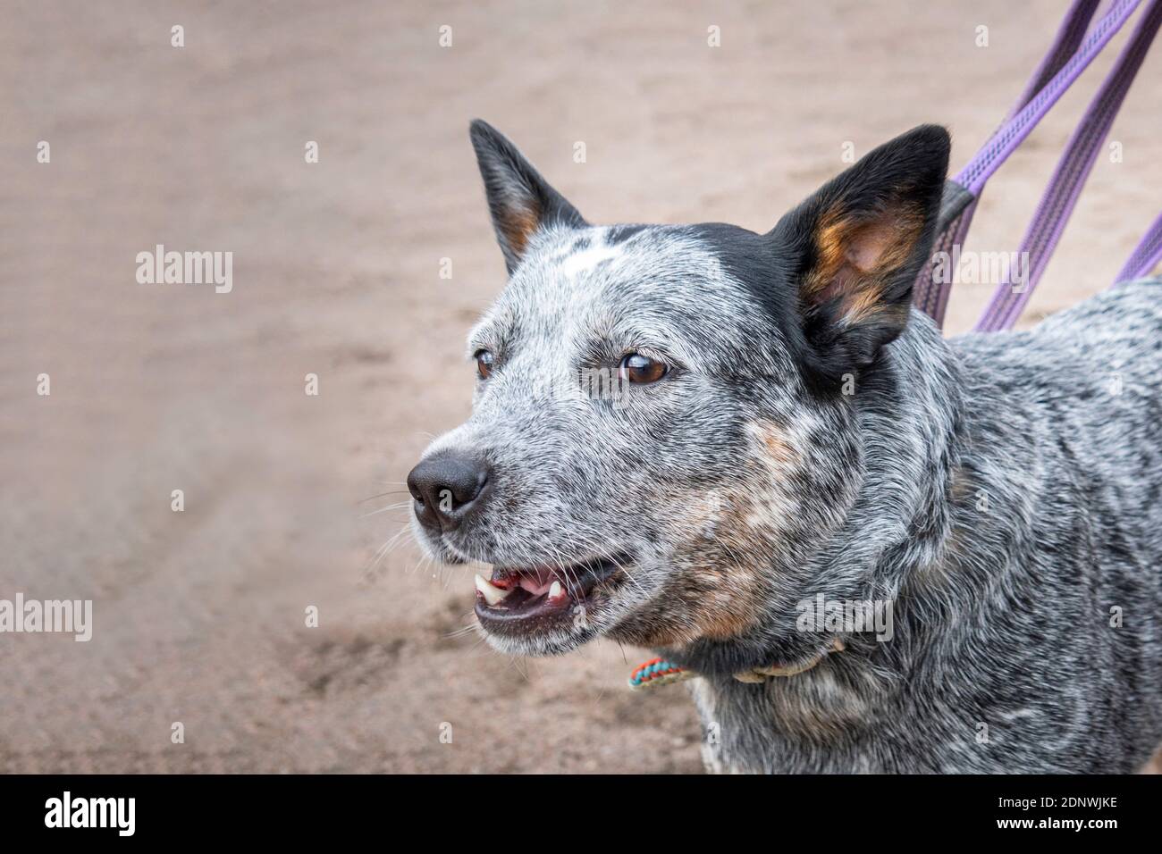 Are blue cattle dog aggressive