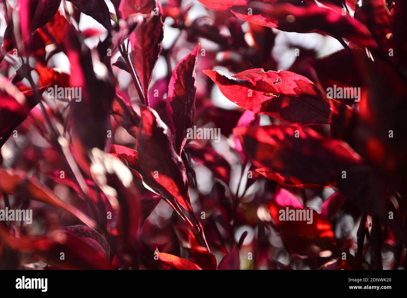 Close-up Of Red Maple Leaves Stock Photo
