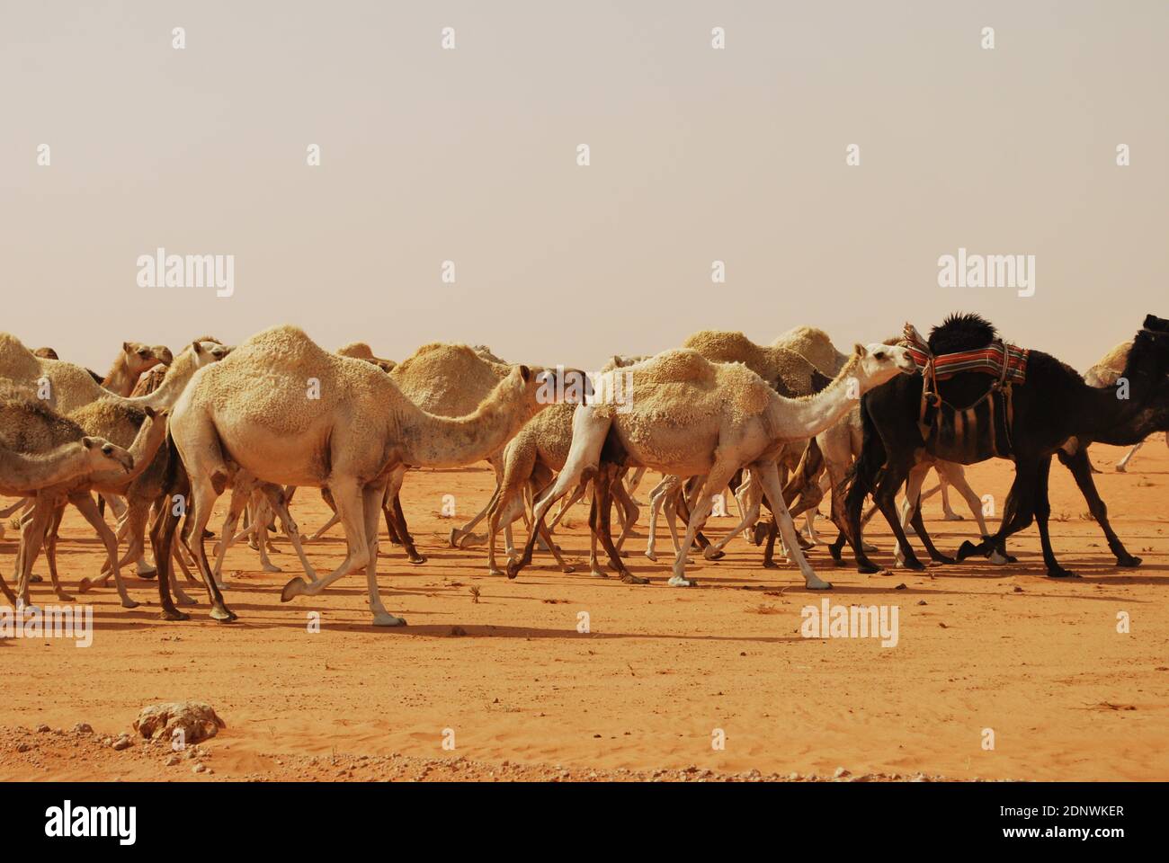 Caravan of Saudi Arabian Camel Stock Photo
