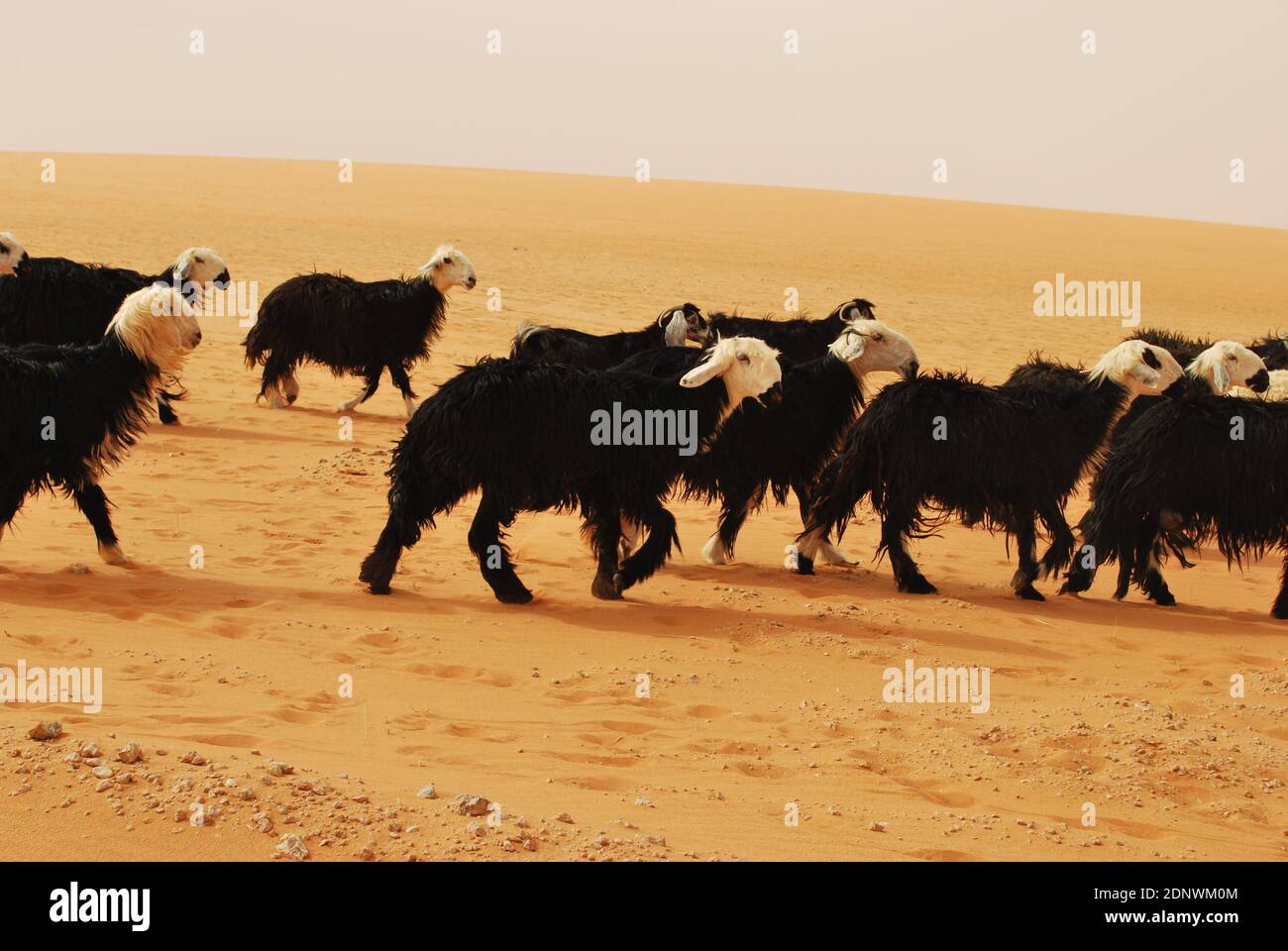 Flock of Sheeps in Saudi Arabian Desert Stock Photo