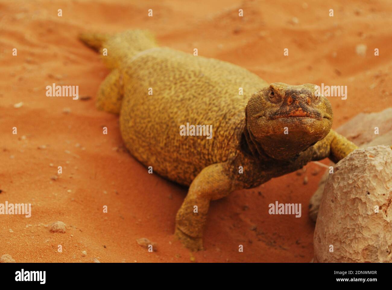 Saudi Arabia Desert Lizard Stock Photo