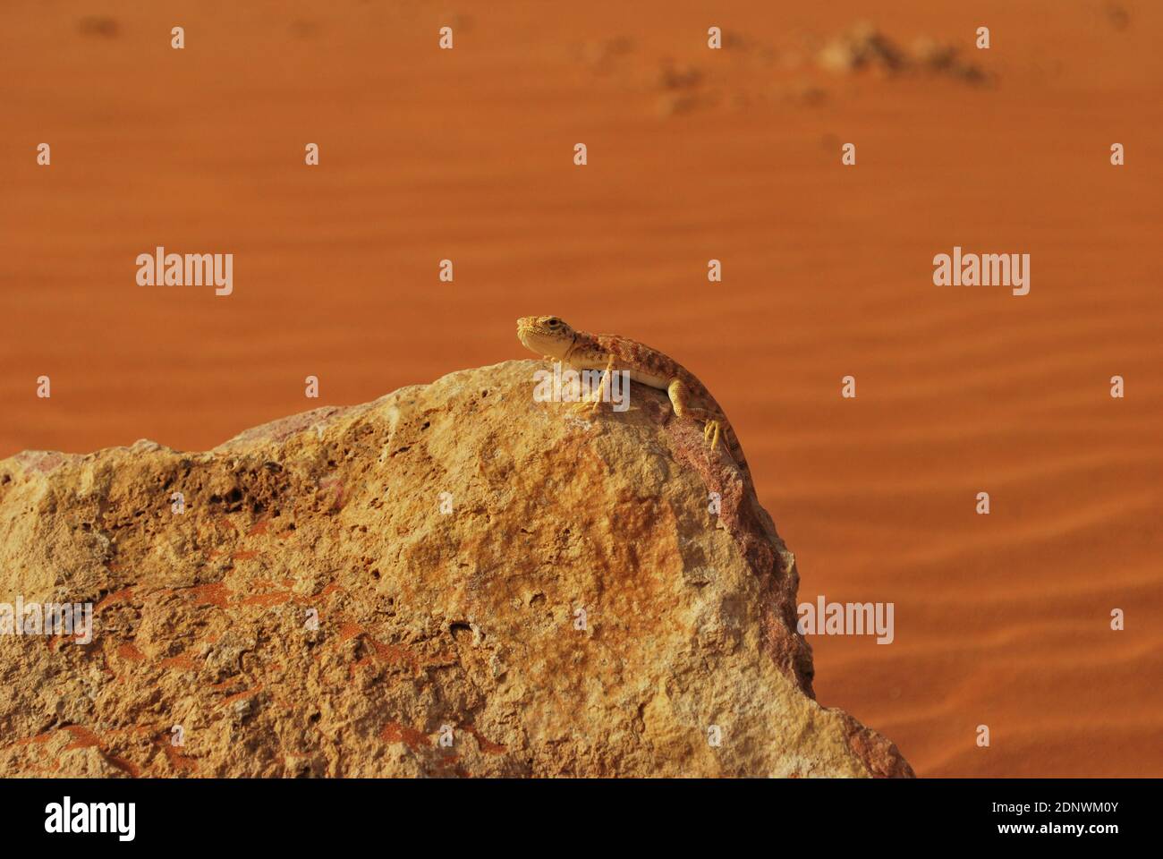Saudi Arabian Desert Lizard Stock Photo