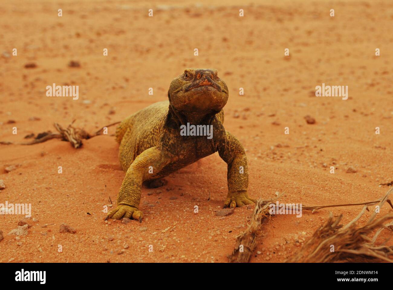 Saudi Arabian Desert Lizard Stock Photo