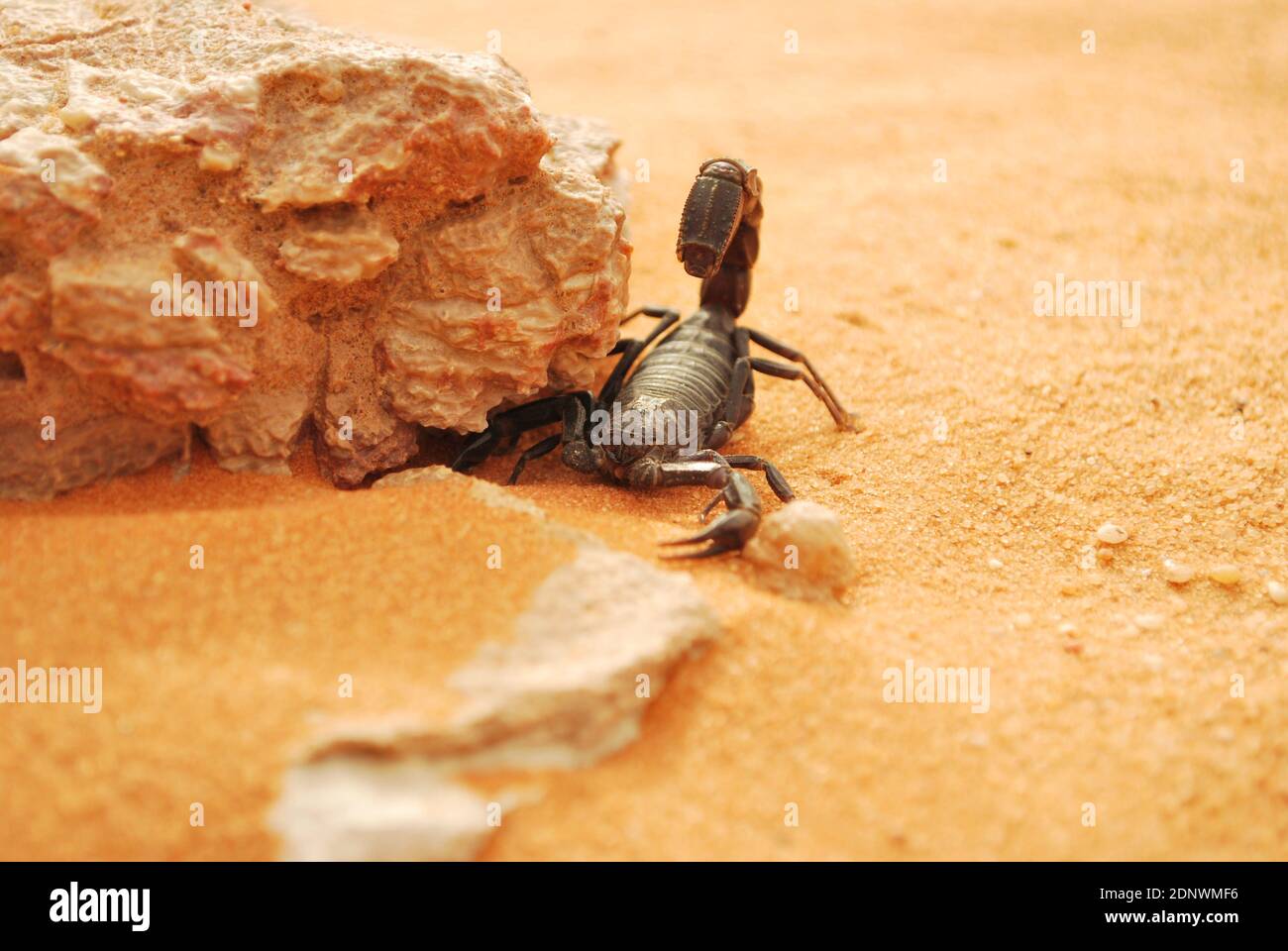 Saudi Arabian desert life Stock Photo
