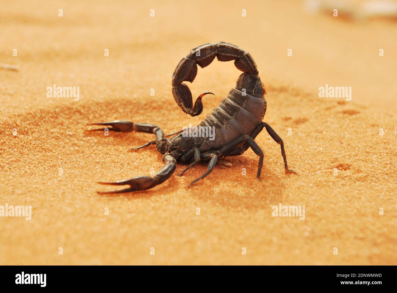 Saudi Arabian desert life Stock Photo