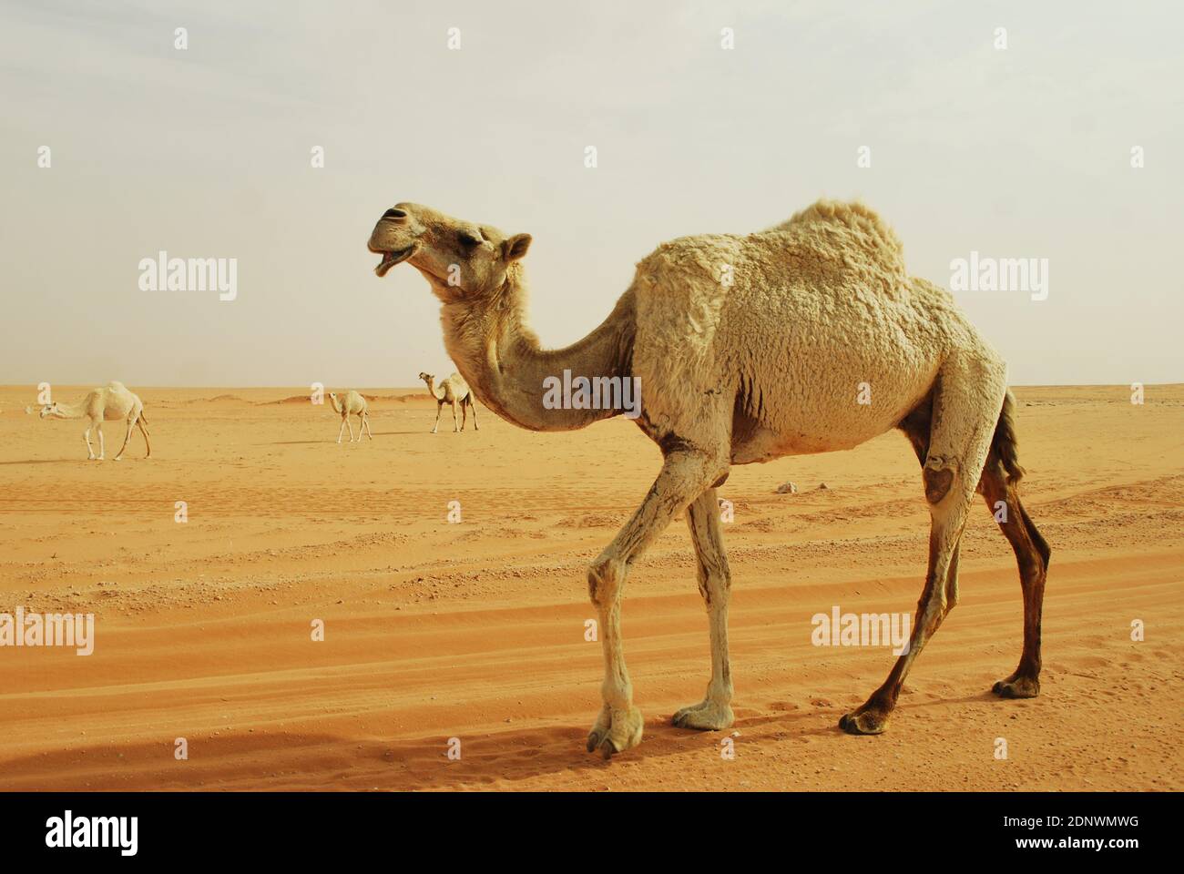 Caravan of Saudi Arabian Camel Stock Photo