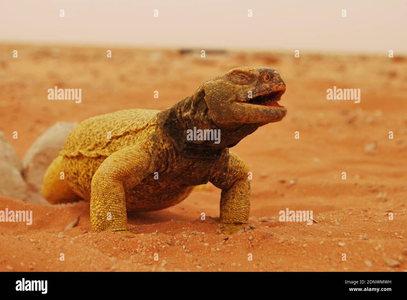 Saudi Arabian desert Iguana Stock Photo
