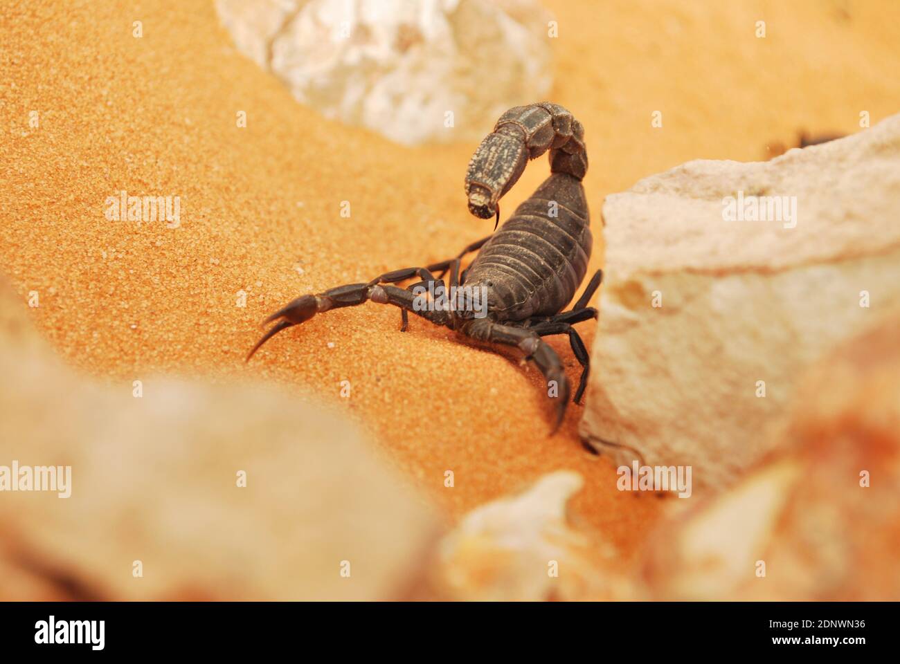 Saudi Arabian Scorpion Stock Photo