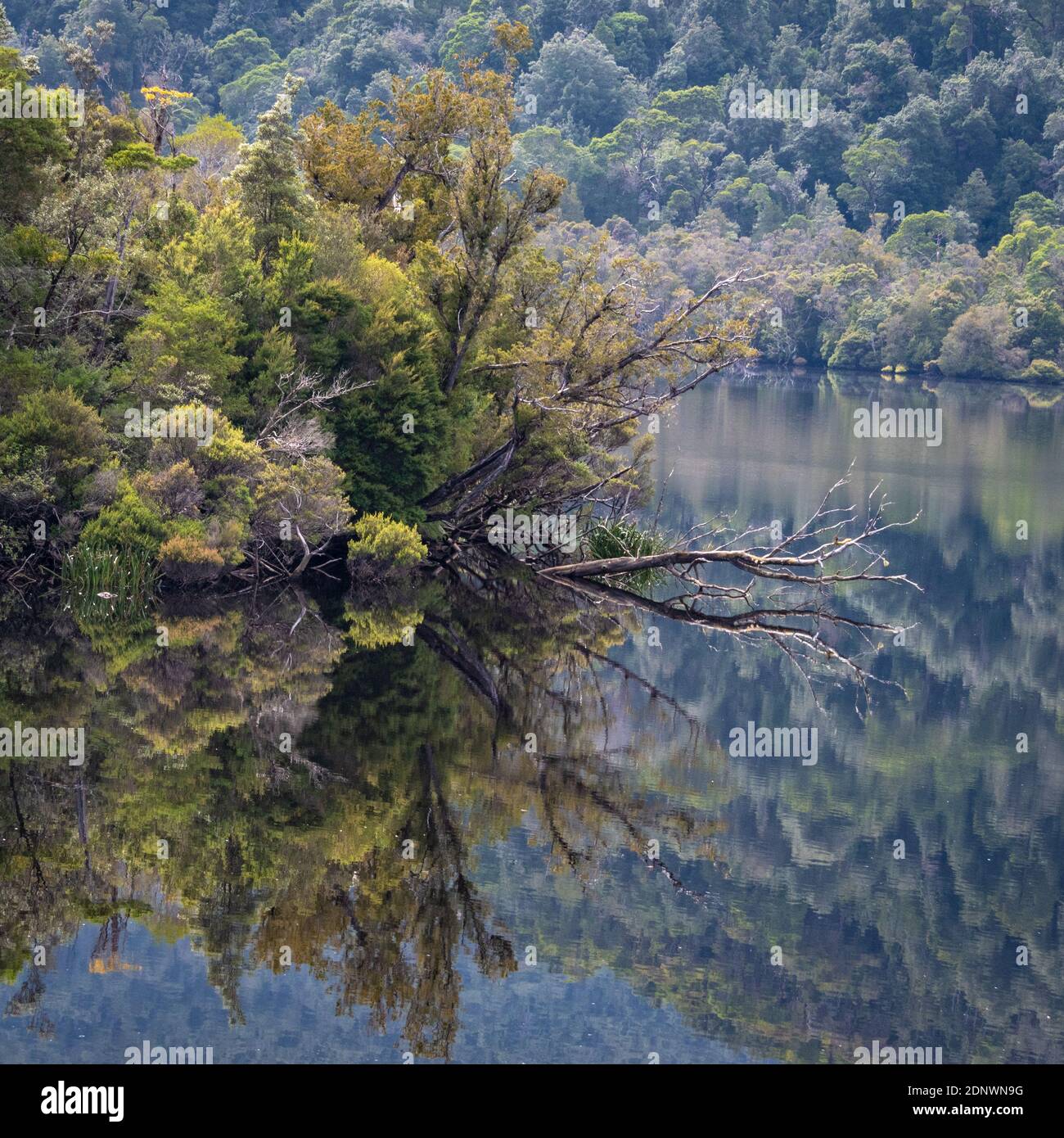 Gordon River Reflections, Tasmania Stock Photo