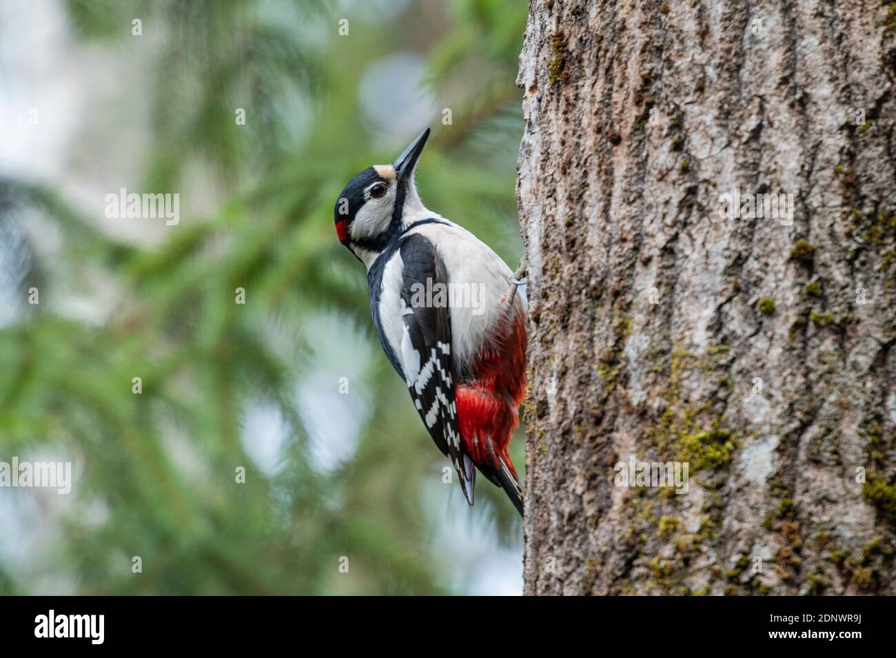 Close-up Of Bird Perching On Tree Trunk Stock Photo