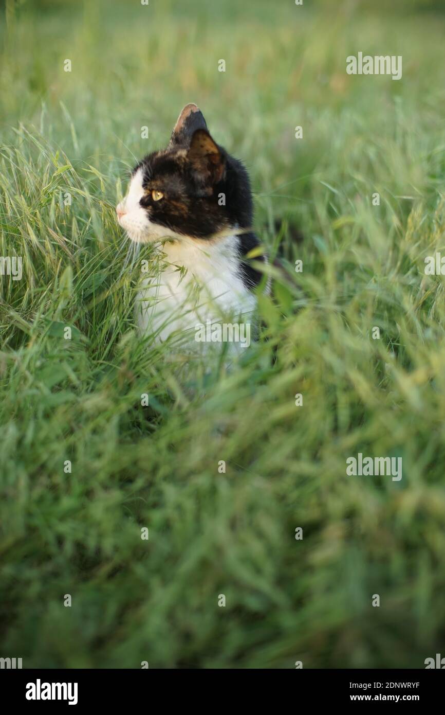 A tricolor kitten sits in the lush tall green grass. Cat hunting Stock ...