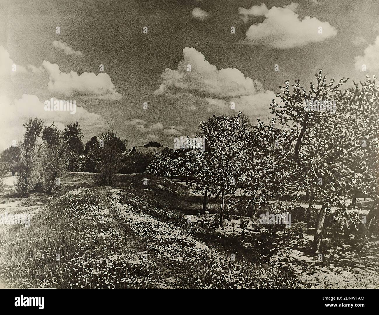 Heinrich von Seggern, Blühende Landschaft, Staatliche Landesbildstelle Hamburg, collection on the history of photography, silver gelatin paper, black and white positive process, image size: height: 44.7 cm; width: 59.1 cm, unmarked, inventory stamp and Lettering of the Staatliche Landesbildstelle Hamburg, landscape photography, nature photography, landscape with plants, meadow, pasture, trees, bushes, fruit growing, fruit cultivation, rural life Stock Photo