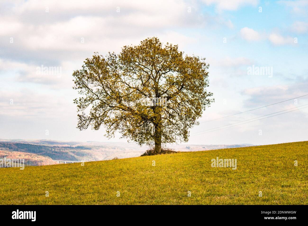 Tree On Field Against Sky Stock Photo