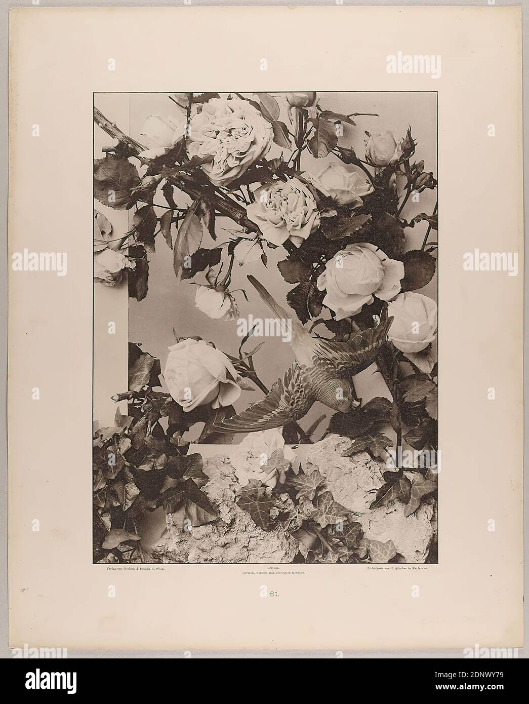 Gerlach & Schenk, Martin Gerlach, J. Schober, 61st group of roses and epheu with parrot, Staatliche Landesbildstelle Hamburg, collection on the history of photography, paper, collotype, sheet size: height: 40.1 cm; width: 32.1 cm, inscribed: recto: Verlag von Gerlach & Schenk in Vienna, Déposé. Gerlach, Festons and decorative groups, collotype by J. Schober in Karlsruhe. Numbering, Landesbildstelle, handwritten inv. no, photography, plants and herbs, plant ornaments, parrot, flowers, ivy, rose, rock types, minerals, metals, soil types, birds Stock Photo