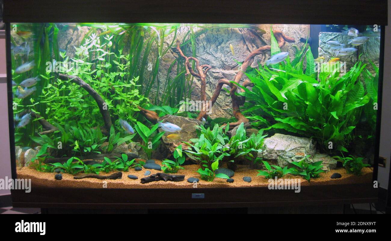 Freshwater tropical aquarium with plants and gourami fish (Trichopodus trichopterus) Stock Photo