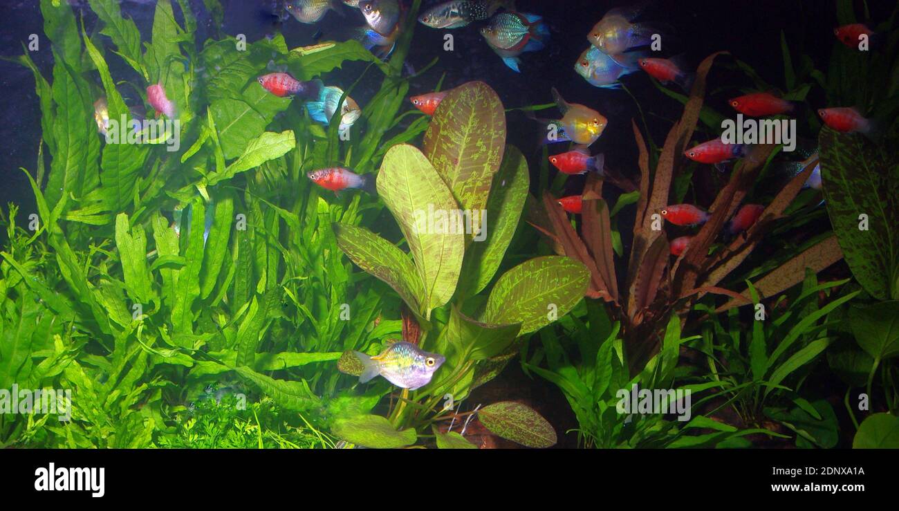 Tropical freshwater aquarium with odd fishes (bleeding heart platy, balloon rainbow fishes, etc.) Stock Photo