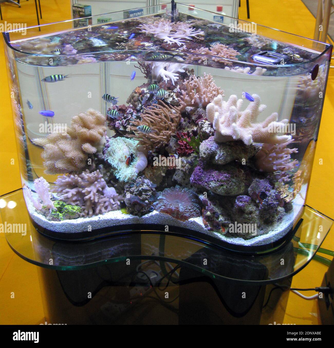 Picture of Acrylic reef invertebrate aquarium Stock Photo - Alamy